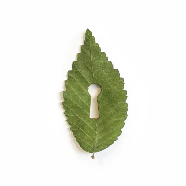 Marisa Maestre: La Puerta al origen